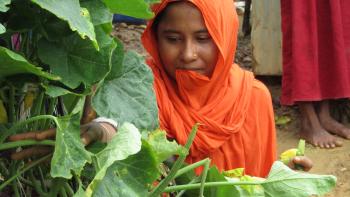 Rohingya vegetable